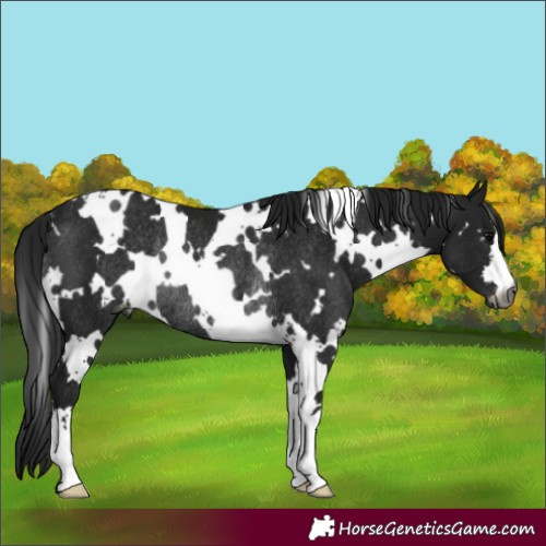 Horse Color:Gray White Spotted Brown Varnish Rabicano