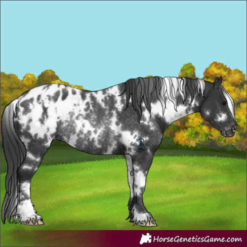 Horse Color:White Spotted Black Blanket Rabicano