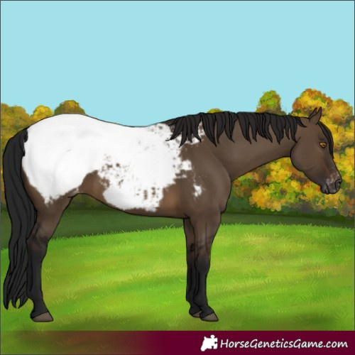 Horse Color:Gray Brown Dun Snowcap 
