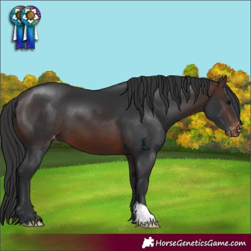 Horse Color:Brown Varnish