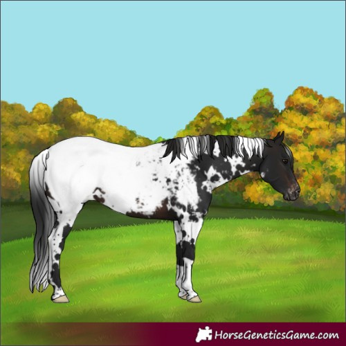 Horse Color:Gray White Spotted Brown Snowcap 