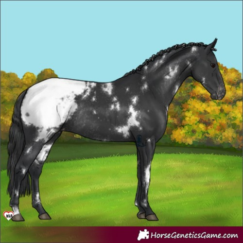 Horse Color:White Spotted Black Snowcap Rabicano