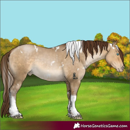 Horse Color:Gray White Spotted Buckskin Pearl Dun Tobiano Rabicano 