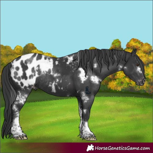 Horse Color:White Spotted Black Tobiano Blanket Rabicano