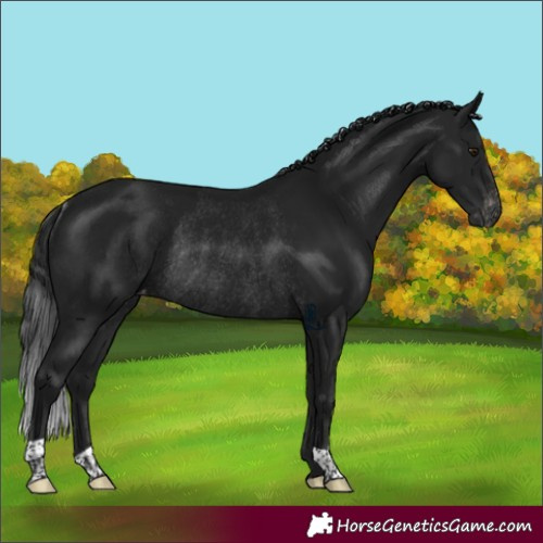 Horse Color:Gray Brown Varnish Rabicano