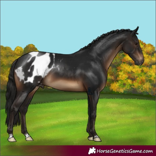 Horse Color:Gray Brown Blanket 