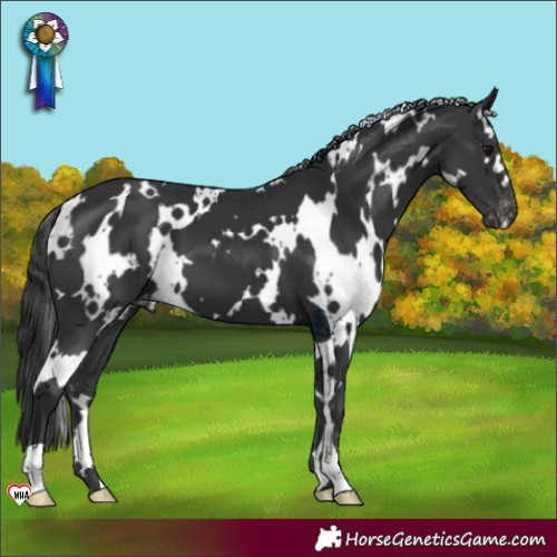 Horse Color:White Spotted Black Varnish