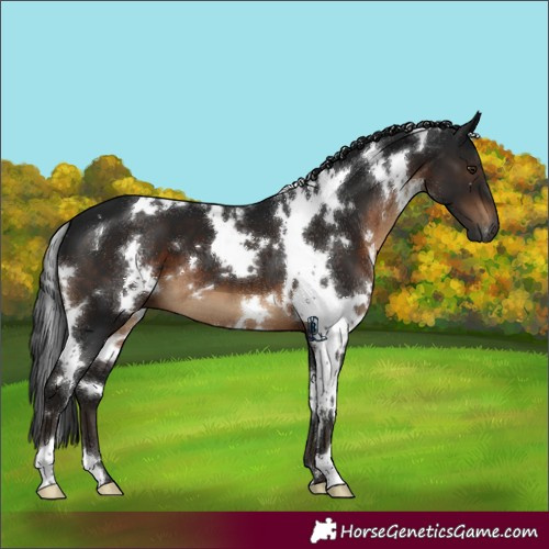 Horse Color:Gray White Spotted Brown