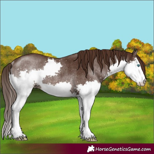 Horse Color:Liver Chestnut Splash Rabicano