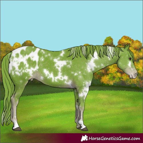 Horse Color:Watercolor White Spotted Liver Chestnut Blanket