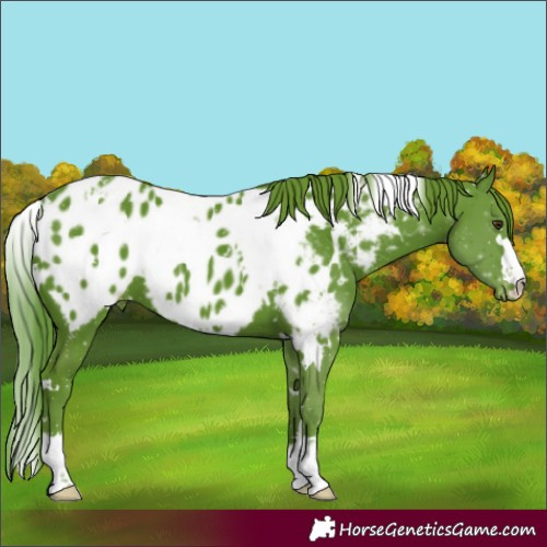 Horse Color:Watercolor White Spotted Liver Chestnut Near Leopard 