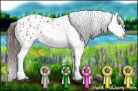 Horse Color:Brown Appaloosa