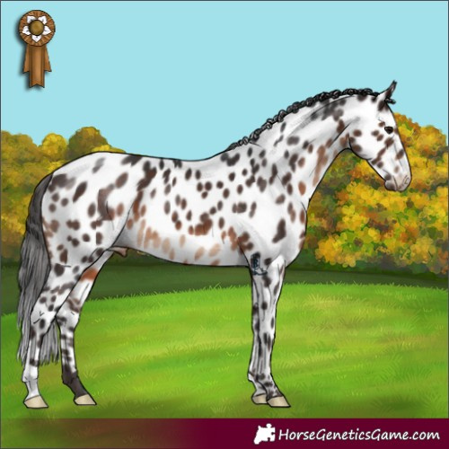 Horse Color:Brown Near Leopard