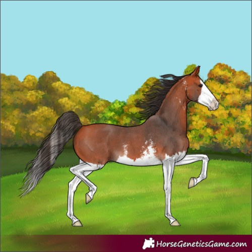Horse Color:Unknown