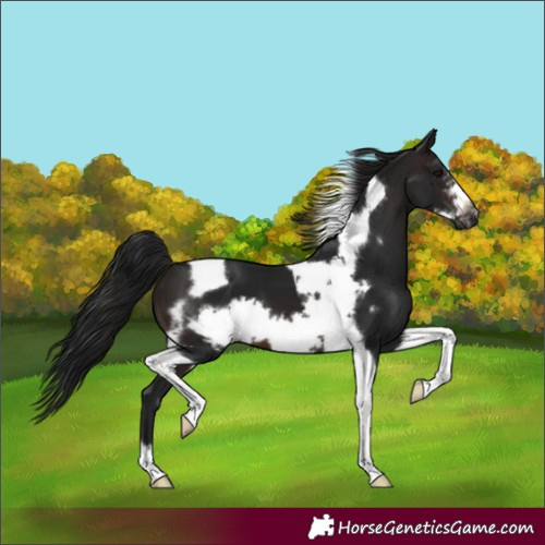 Horse Color:Gray Brown Tobiano Frame