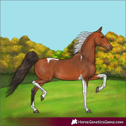 Horse Color:Unknown 