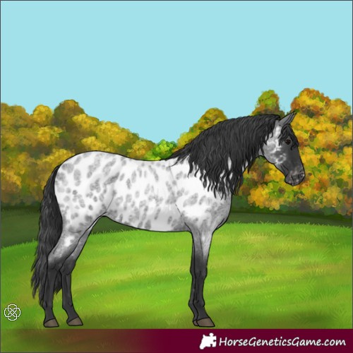 Horse Color:Blue Roan Near Leopard 