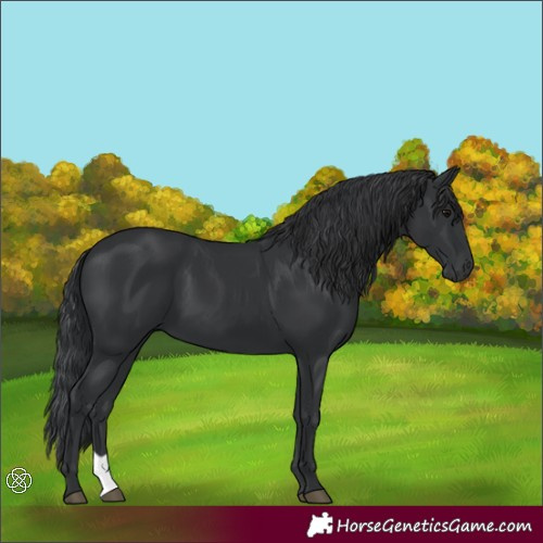 Horse Color:Black 