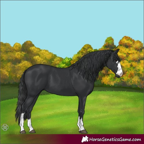 Horse Color:Black 