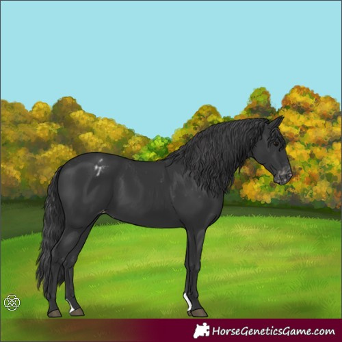 Horse Color:Black Blanket