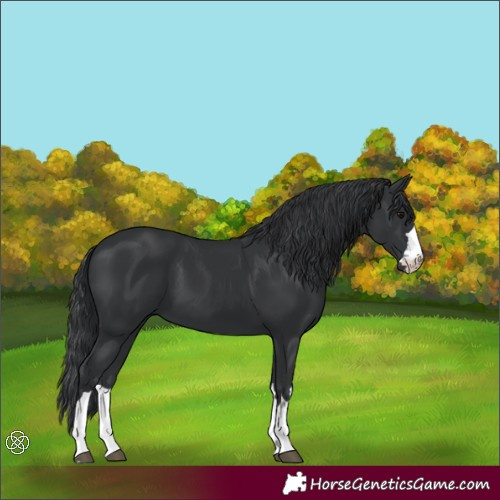 Horse Color:Black 