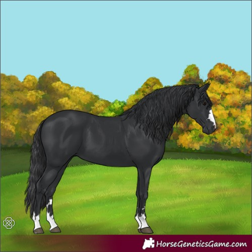 Horse Color:Black