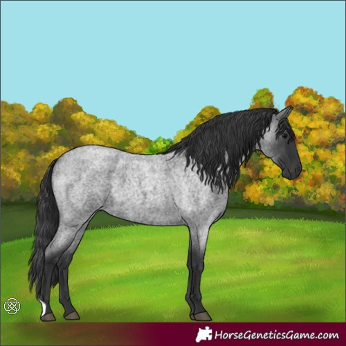 Horse Color:Blue Roan