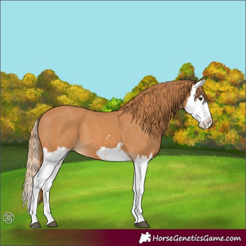 Horse Color:Chestnut Splash Blanket