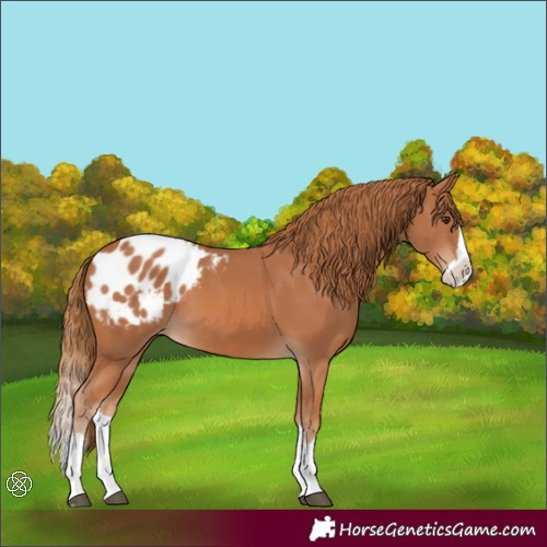 Horse Color:Chestnut Splash Blanket 