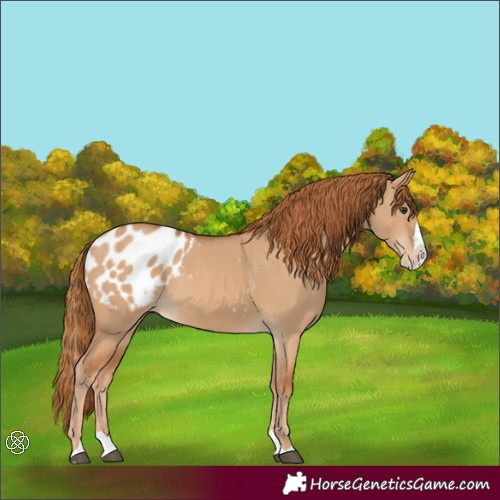 Horse Color:Red Dun Splash Blanket