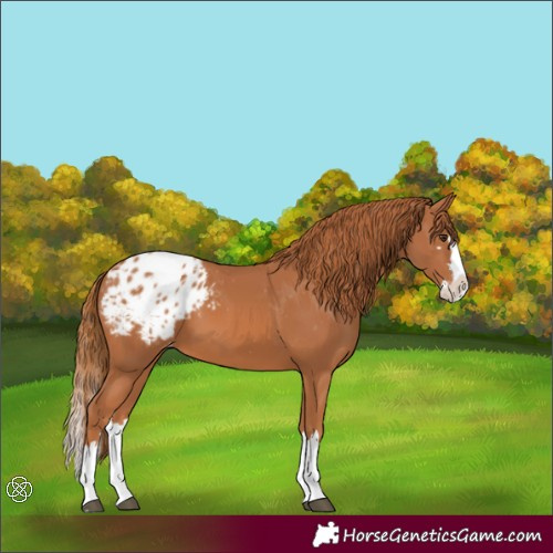 Horse Color:Chestnut Splash Blanket