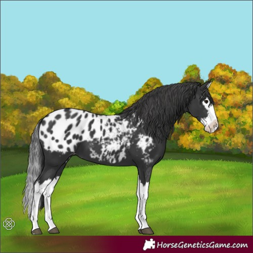Horse Color:Black Splash Near Leopard