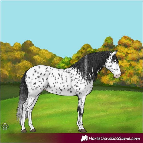 Horse Color:Black Splash Near Leopard