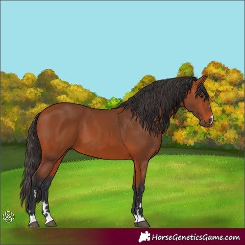 Horse Color:Bay 