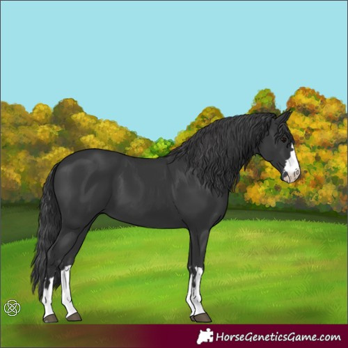 Horse Color:Black