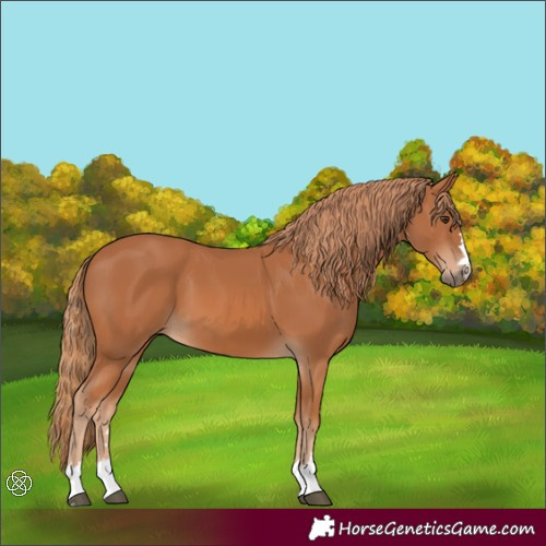 Horse Color:Chestnut 