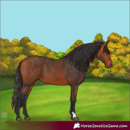 Horse Color:Bay 