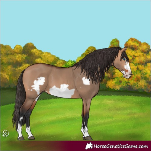 Horse Color:Bay Dun Frame