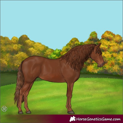 Horse Color:Chestnut 