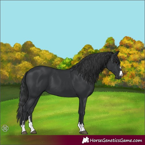 Horse Color:Black