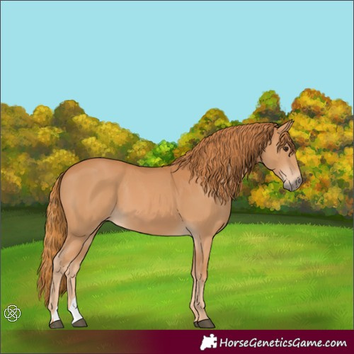 Horse Color:Chestnut 