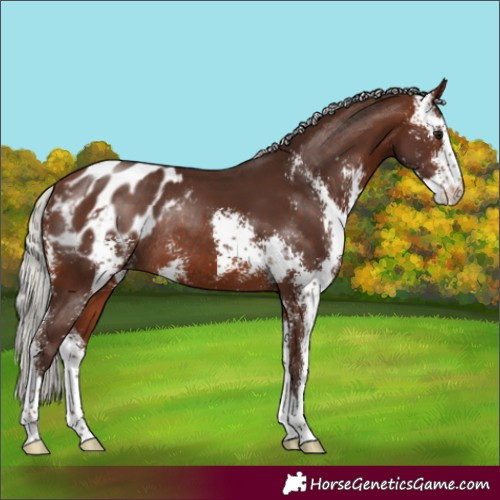 Horse Color:Silver Brown Sabino Blanket Rabicano 