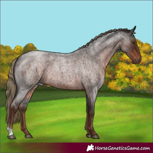 Horse Color:Liver Red Roan 