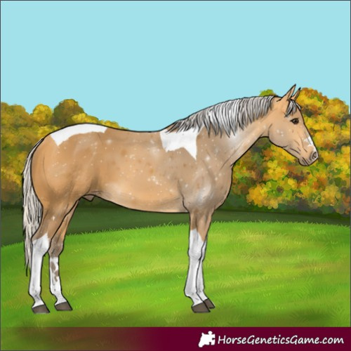 Horse Color:Silver Buckskin Tobiano 