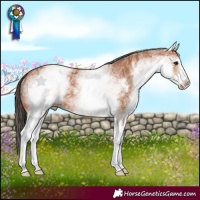 Horse Color:White Spotted Bay Ice 