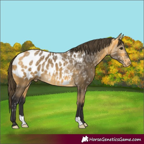 Horse Color:Buckskin Ice Blanket 