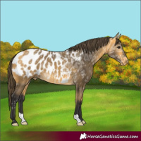 Horse Color:Buckskin Ice Blanket 