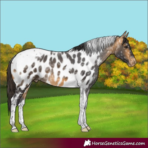 Horse Color:Buckskin Ice Tobiano Near Leopard 