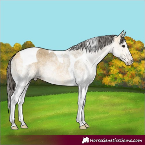 Horse Color:White Spotted Buckskin Tobiano