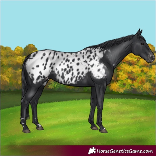 Horse Color:Black Blanket